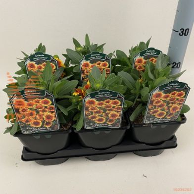 http://twentheplant.nl/tsd/94106_GAKOBOLD_8P17_2.jpg