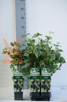 http://twentheplant.nl/tsd/61502_RUFTREIM_8P17030035_2.jpg