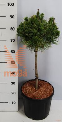 http://twentheplant.nl/tsd/54062_PIMCARST_s040c13_1.jpg