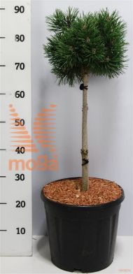 http://twentheplant.nl/tsd/54062_PIMMOPS_s040c13_1.jpg
