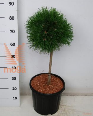 http://twentheplant.nl/tsd/54062_PIMVAREL_s040c18_1.jpg