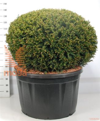 http://twentheplant.nl/tsd/54062_TABACCAT_VBL120C180_1.jpg