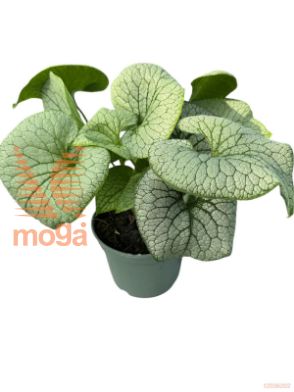 http://twentheplant.nl/tsd/98775_BRMJDIAM_8P19_1.jpg