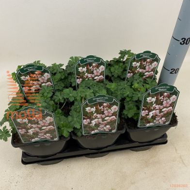 http://twentheplant.nl/tsd/94106_GECBIOKO_8P17_1.jpg