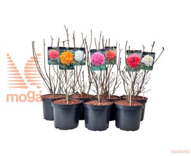 http://twentheplant.nl/tsd/64078_RHFEUERW_8P23030040_1.jpg