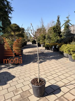 Magnolia "Genie" |1/2-Std|C18