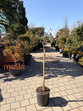 Magnolia "Yellow Bird" |1/2-Std|C18