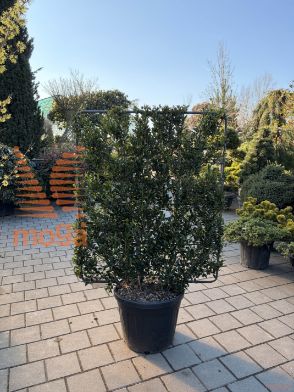 japonska bodika "Emerald Colonnade®"