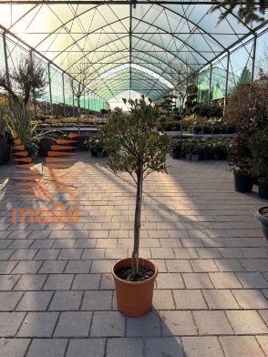 Azalea "King's white"