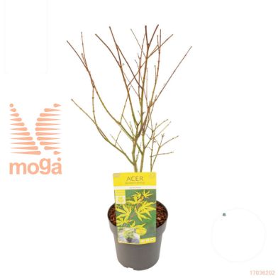 http://twentheplant.nl/tsd/82824_ACPAIREN_8P19040_1.jpg