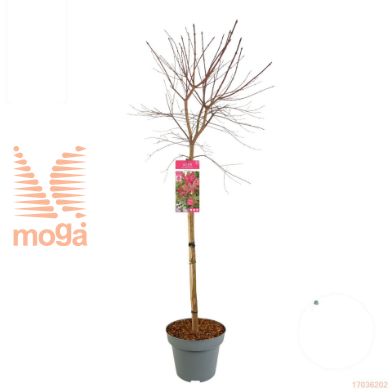 http://twentheplant.nl/tsd/82824_ACPBMAIK_S100C15_1.jpg