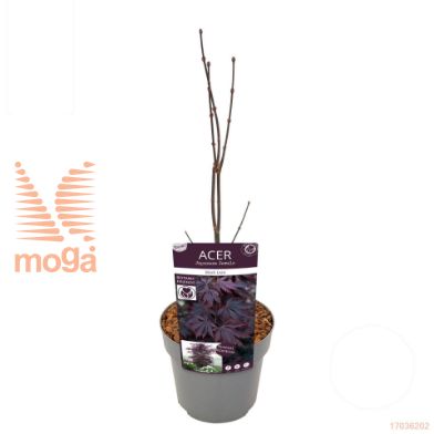 http://twentheplant.nl/tsd/82824_ACEPBLAC_8P19040_1.jpg
