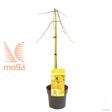 http://twentheplant.nl/tsd/82824_ACPCCITR_S070P19_1.jpg