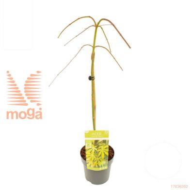 http://twentheplant.nl/tsd/82824_ACPCEMER_S070P19_1.jpg