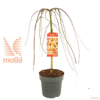 http://twentheplant.nl/tsd/82824_ACPCEMER_S080C10_1.jpg
