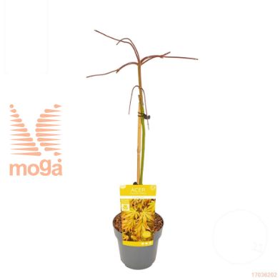 http://twentheplant.nl/tsd/82824_ACPCGOLD_S070P19_1.jpg