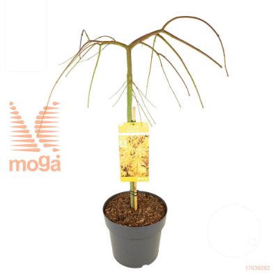 http://twentheplant.nl/tsd/82824_ACPCGOLD_S080C10_1.jpg