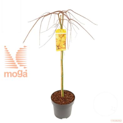 http://twentheplant.nl/tsd/82824_ACPCGOLD_S100C15_1.jpg