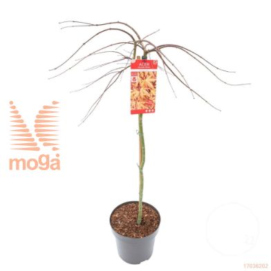 http://twentheplant.nl/tsd/82824_ACPCRUBY_S100C15_1.jpg
