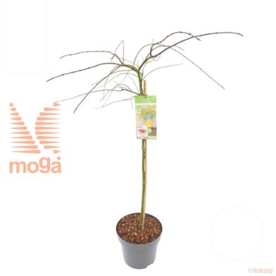 http://twentheplant.nl/tsd/82824_ACPELACE_S100C15_1.jpg
