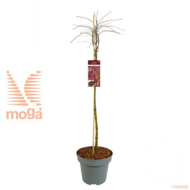 http://twentheplant.nl/tsd/82824_ACPGARNE_S100C15_1.jpg