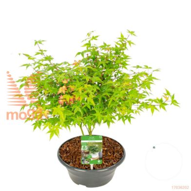 http://twentheplant.nl/tsd/82824_ACPLPRIN_8P23DECO_1.jpg