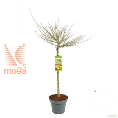 http://twentheplant.nl/tsd/82824_ACPLPRIN_S100C15_1.jpg