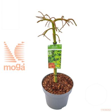 http://twentheplant.nl/tsd/82824_ACPRYUSE_S080C15_1.jpg
