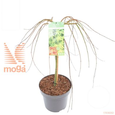 http://twentheplant.nl/tsd/82824_ACPRYUSE_S100C15_1.jpg