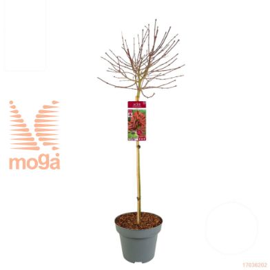 http://twentheplant.nl/tsd/82824_ACPSHAIN_S080C15_1.jpg
