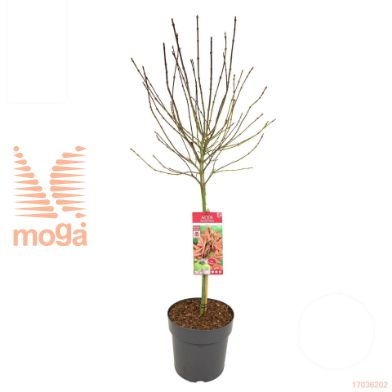 http://twentheplant.nl/tsd/82824_ACPSHAIN_S080C10_1.jpg