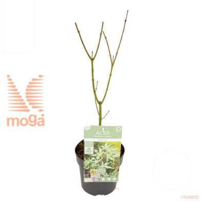 http://twentheplant.nl/tsd/82824_ACPUKIGU_8P15030_1.jpg