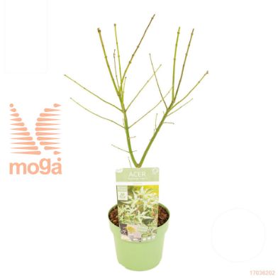 http://twentheplant.nl/tsd/82824_ACPUKIGU_8P19030_1.jpg