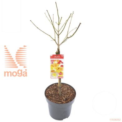 http://twentheplant.nl/tsd/82824_ACSMOONR_S080C15_1.jpg