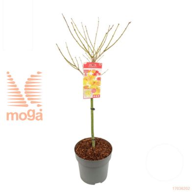 http://twentheplant.nl/tsd/82824_ACSMOONR_S080C10_1.jpg