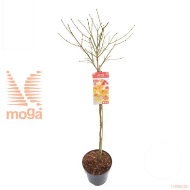 http://twentheplant.nl/tsd/82824_ACSMOONR_S100C15_1.jpg