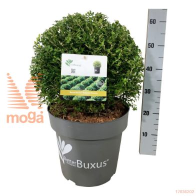 http://twentheplant.nl/tsd/55028_BBBBEAUT_VBL040P31_1.jpg