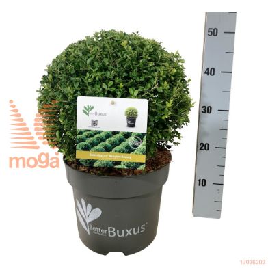 http://twentheplant.nl/tsd/55028_BBBBEAUT_VBL35C10_1.jpg