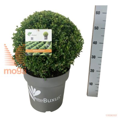 http://twentheplant.nl/tsd/55028_BBHERITA_VBL040P31_1.jpg