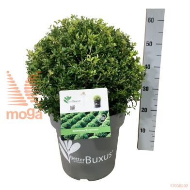 http://twentheplant.nl/tsd/55028_BBHERENA_VBL040P31_1.jpg