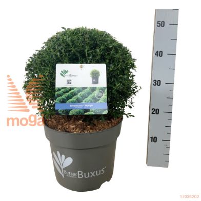 http://twentheplant.nl/tsd/55028_BBSKLIGH_VBL3035P26_1.jpg