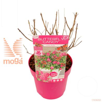 http://twentheplant.nl/tsd/82824_BUDBCLRU_8P19025_1.jpg