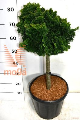 http://twentheplant.nl/tsd/54062_CHONGRAC_s040c13_1.jpg