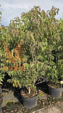 http://twentheplant.nl/tsd/62347_COSFIRE_9C45125150_1.jpg