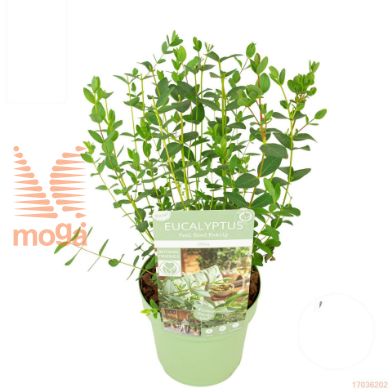 http://twentheplant.nl/tsd/82824_EUPOLIVI_8P15_1.jpg
