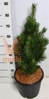 http://twentheplant.nl/tsd/54062_PIMRIGI_9C13050060_1.jpg