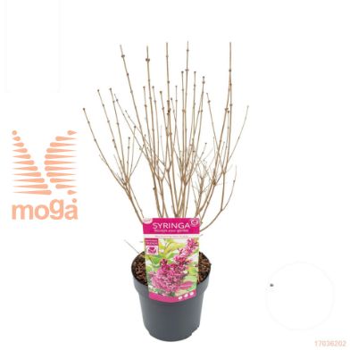 http://twentheplant.nl/tsd/82824_SYBPURPL_8P19040_1.jpg