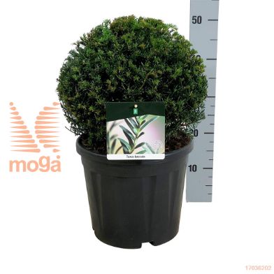 http://twentheplant.nl/tsd/55028_TABACCAT_VBL3035C10_1.jpg