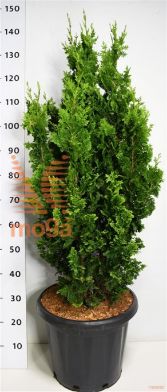 http://twentheplant.nl/tsd/54062_THOZMATL_9C25100125_1.jpg
