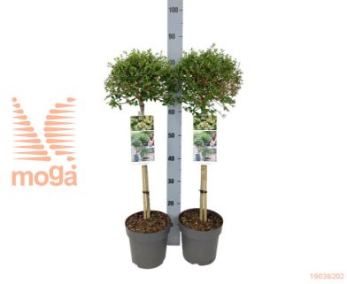 http://twentheplant.nl/tsd/56050_LIDELAVA_S050P19_1.jpg